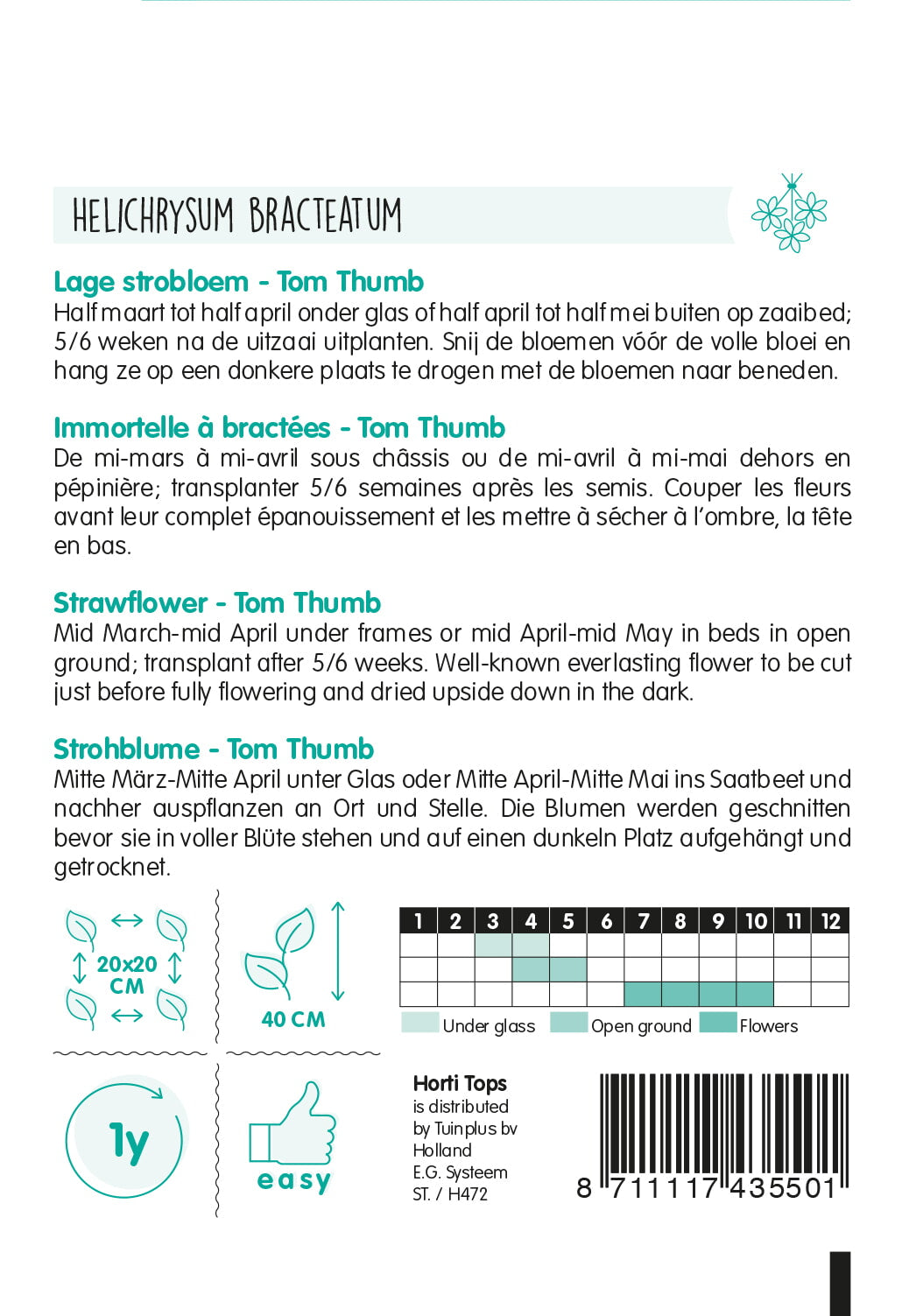 HT Helichrysum, lage Strobloem Tom Thumb